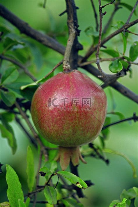 石榴樹|石榴 Punica granatum L.